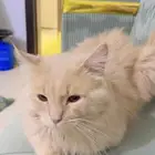 قطط للتبني
