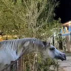 البيع برزان واهو عمروه 3 ونصف وطرب بالركوب وكرزما بين الخيل