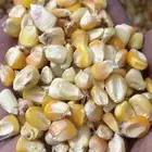 ذرة (حبش) بلدي إنتاج بني مالك