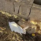 ارانب فرنسية