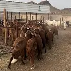 طليان سواكن حمري مرابى جادعان