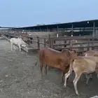 حسايل بلدي