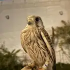 صقر شبوط ممتاز