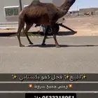 بعير باكستاني اصفر