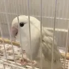 طيور ببغا