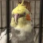 ذكر كروان للبيع