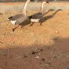 وز عراقي
