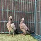 حمام باكستاني