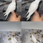كروان البينو اليف هدد