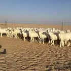 رخال جذعات حرش حلال فاخر