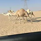 خفوت مبيوع حاشيها