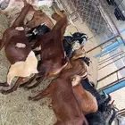 15 راس من المعزا بفحلها كفو يتبعها 7 معزا كفو شكلها قليل