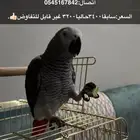 كاسكو اليف   متكلم