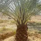 جثايث سكري فاخر للبيع بسعر مناسب