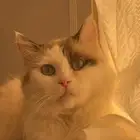 قطه شيرازيه