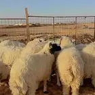 ذبائح يوجد تابي وتمارا وخدمة توصيل ( بريدة)