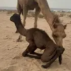 للبيع خلفة مصغر توها والد وناقة ملاقي مشروطات وكفو