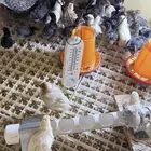 صيصان بلدي فيومي