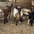 مراح كامل للبيع غنم اقزام