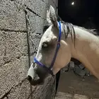 حصان للبيع