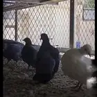 صنعاني شيبه أزرق أصيل