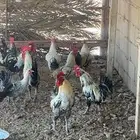 ديكه للبيع. دجاج