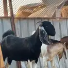 جفار مقاني ( يتوفر خدمة تابي )