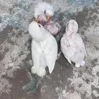 فراخة روز البينو