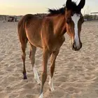 مهر شعبي