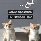 قطط سكوتش فولد وستريت