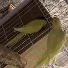 جوز درة لاتينو
