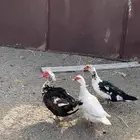 بط بلدي