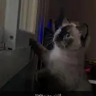 قطة للبيع