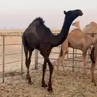 قعود مجهم مفرود