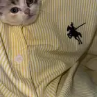قطه