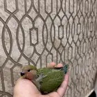 فرخ روز قرين رد فيس حجم بطلل (تم البيع)