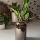 شتلات داخليه