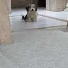 كلب مالتيز للبيع Maltese dog for sale