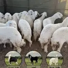 طليان  رخال جمله تفريد كاش واقساط