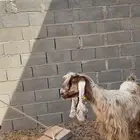 عارضيه صفراء
