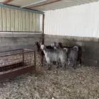 معزا مقاني