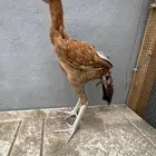 طقم سندي
