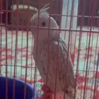 كروان أليف العمر3 شهور تقريبا  سليم يلعب