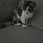 قطه للتبني عمرها شهر ونص بدون اغراضها