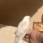 طير روز هدد خارجي وداخلي