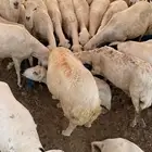 غنم رفد للبيع