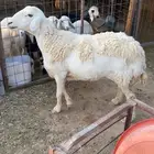 شاه حريه حايل