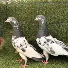 حمام باكستاني