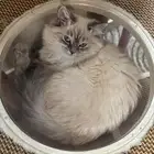 كيتنز اناث للبيع