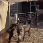 جفرت شميت العدد 2
